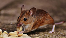 24 Hour & Emergency Exterminators in Lauderhill, FL